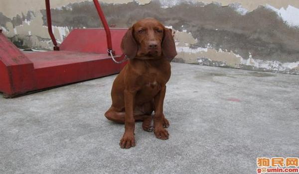 三角洲行动寻血猎犬直装教程(三角洲行动寻血猎犬直装详细教程) 三角洲行动寻血猎犬直装教程(三角洲行动寻血猎犬直装详细教程)